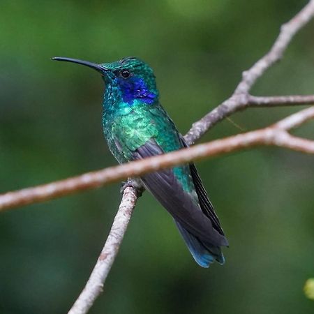 Campo Azul #2 - Monteverde Екстериор снимка