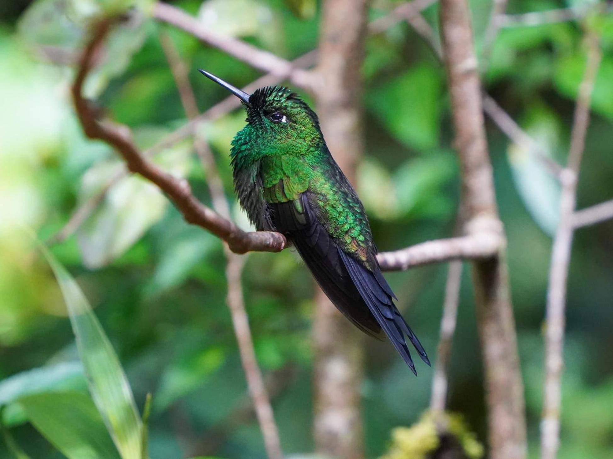 Campo Azul #2 - Monteverde Екстериор снимка