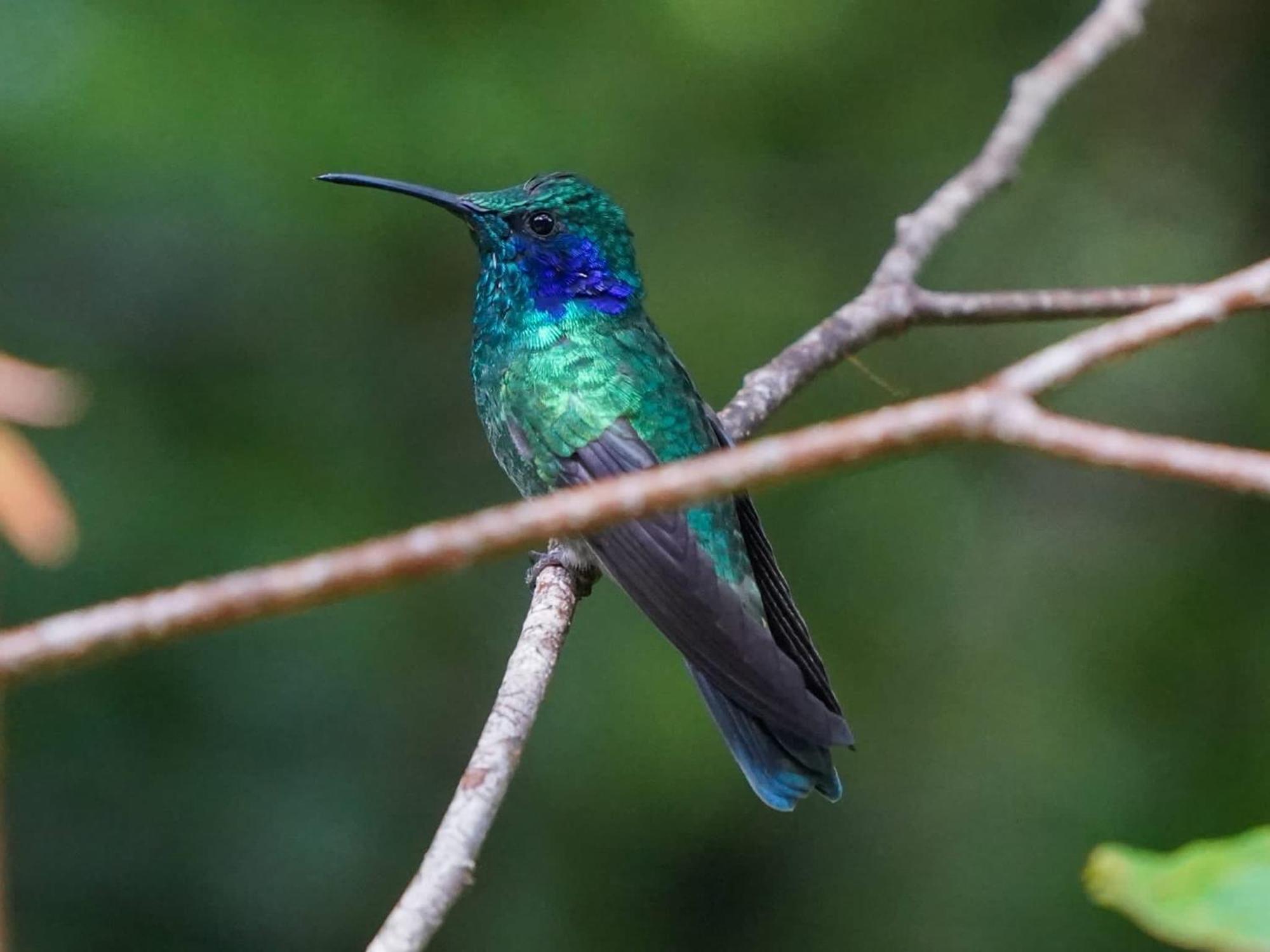 Campo Azul #2 - Monteverde Екстериор снимка