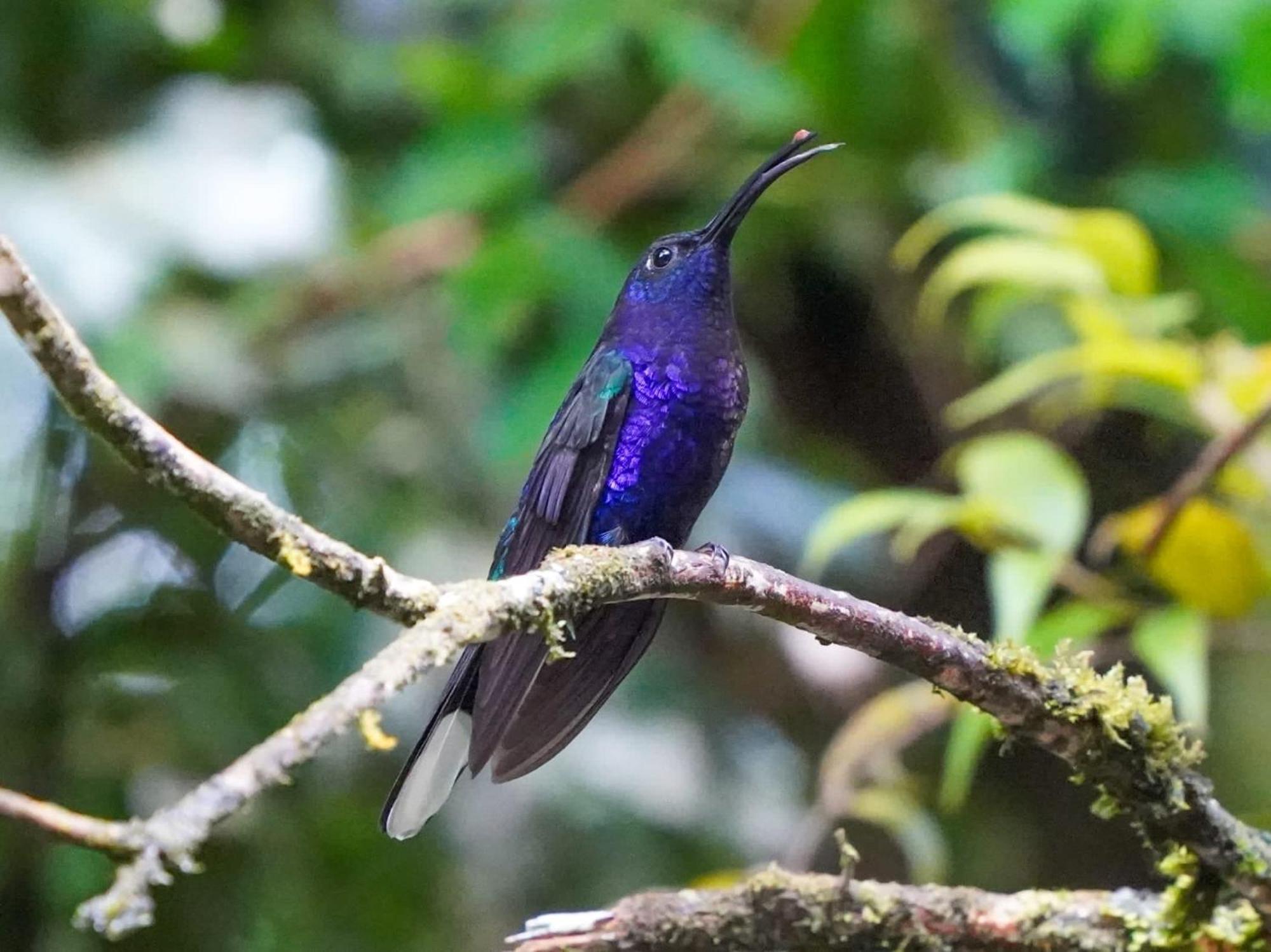Campo Azul #2 - Monteverde Екстериор снимка