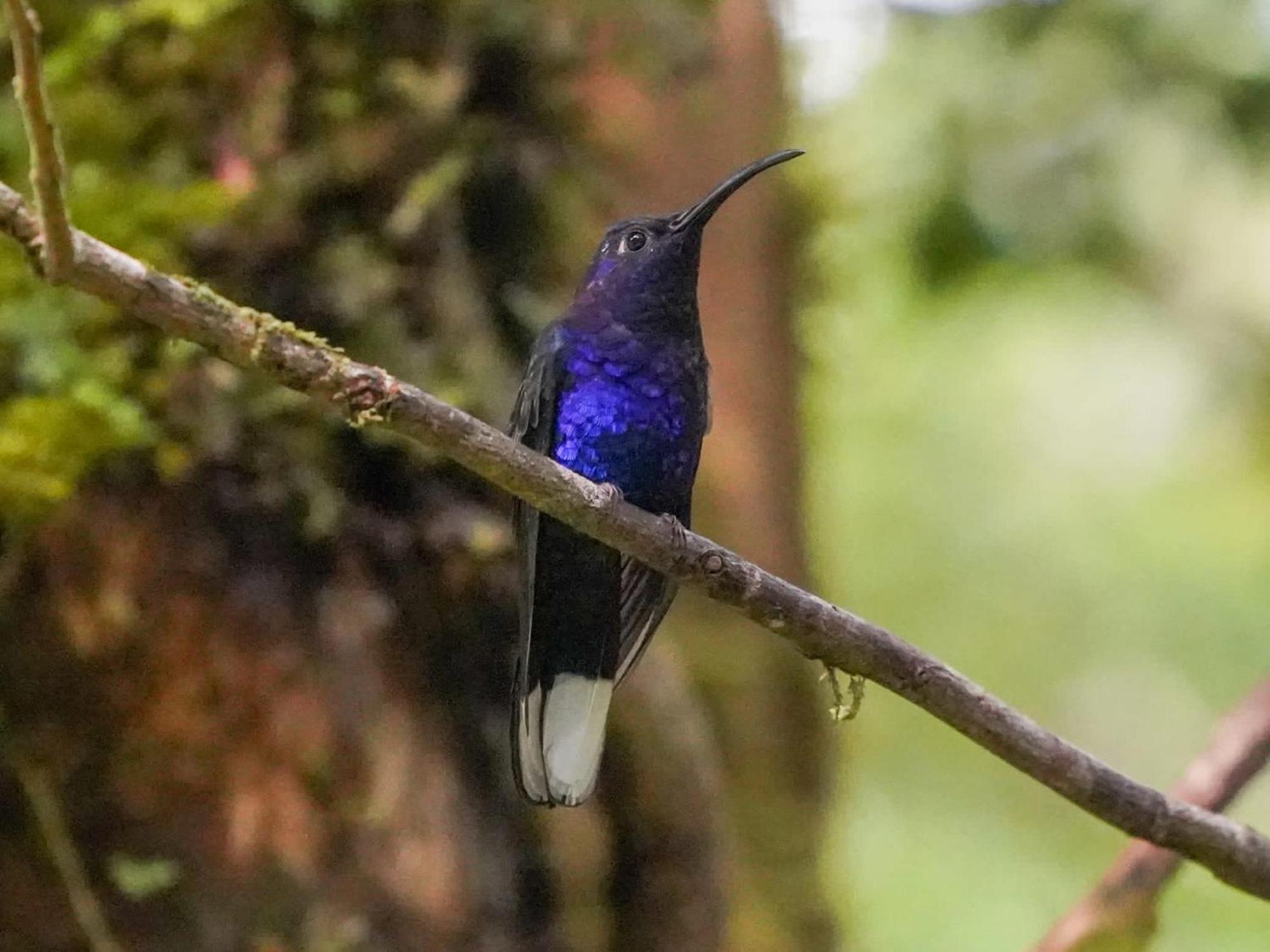 Campo Azul #2 - Monteverde Екстериор снимка