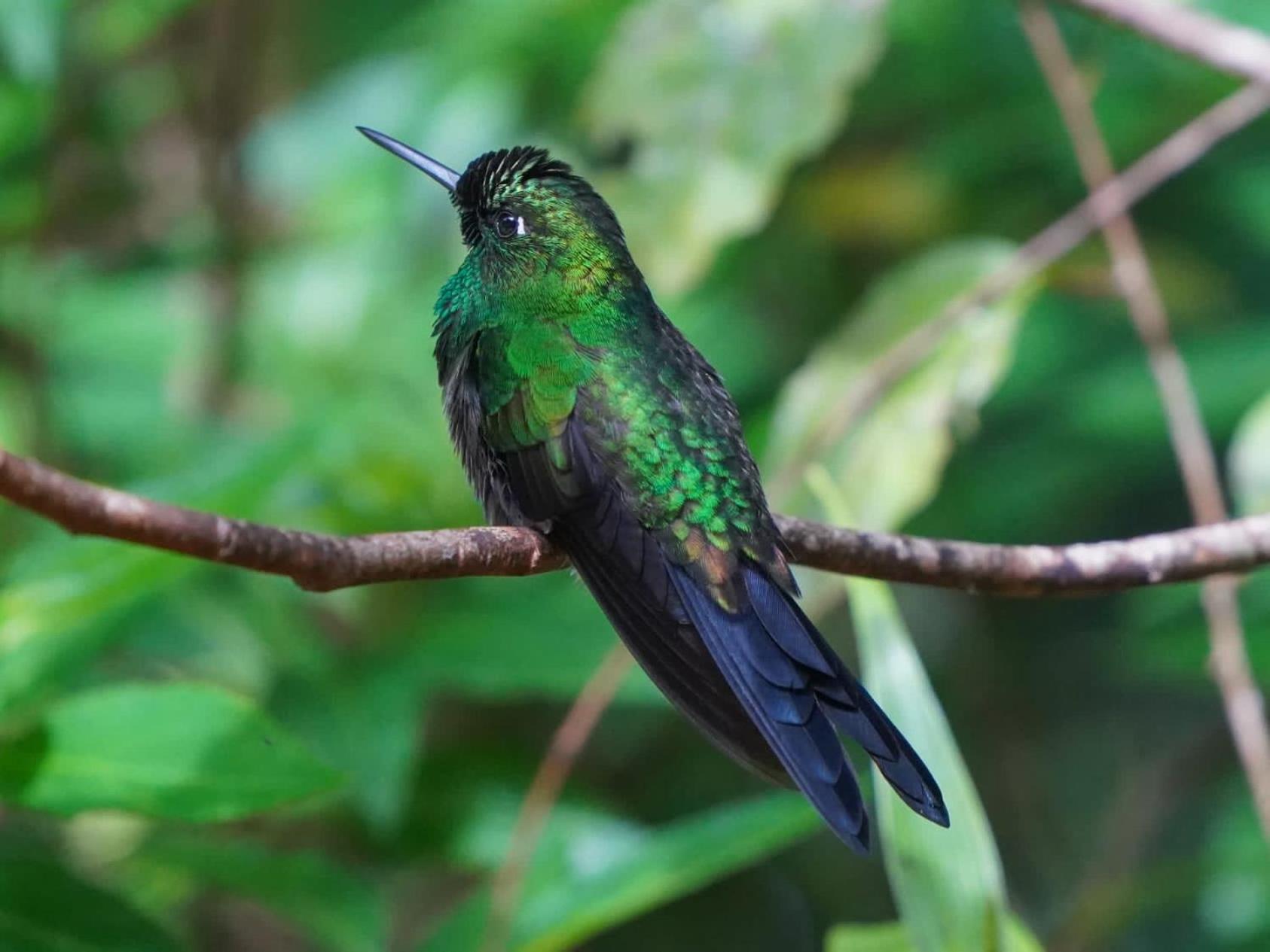Campo Azul #2 - Monteverde Екстериор снимка